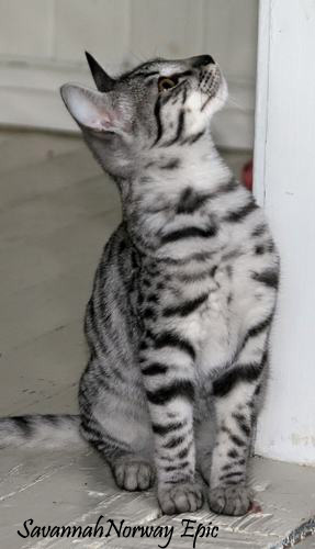 SavannahNorway Epic Silver spotted Savannah cat: Photo: Camilla Hesby Johnsen